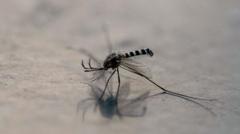 Philippine town offers bounty for mosquitoes as dengue rises