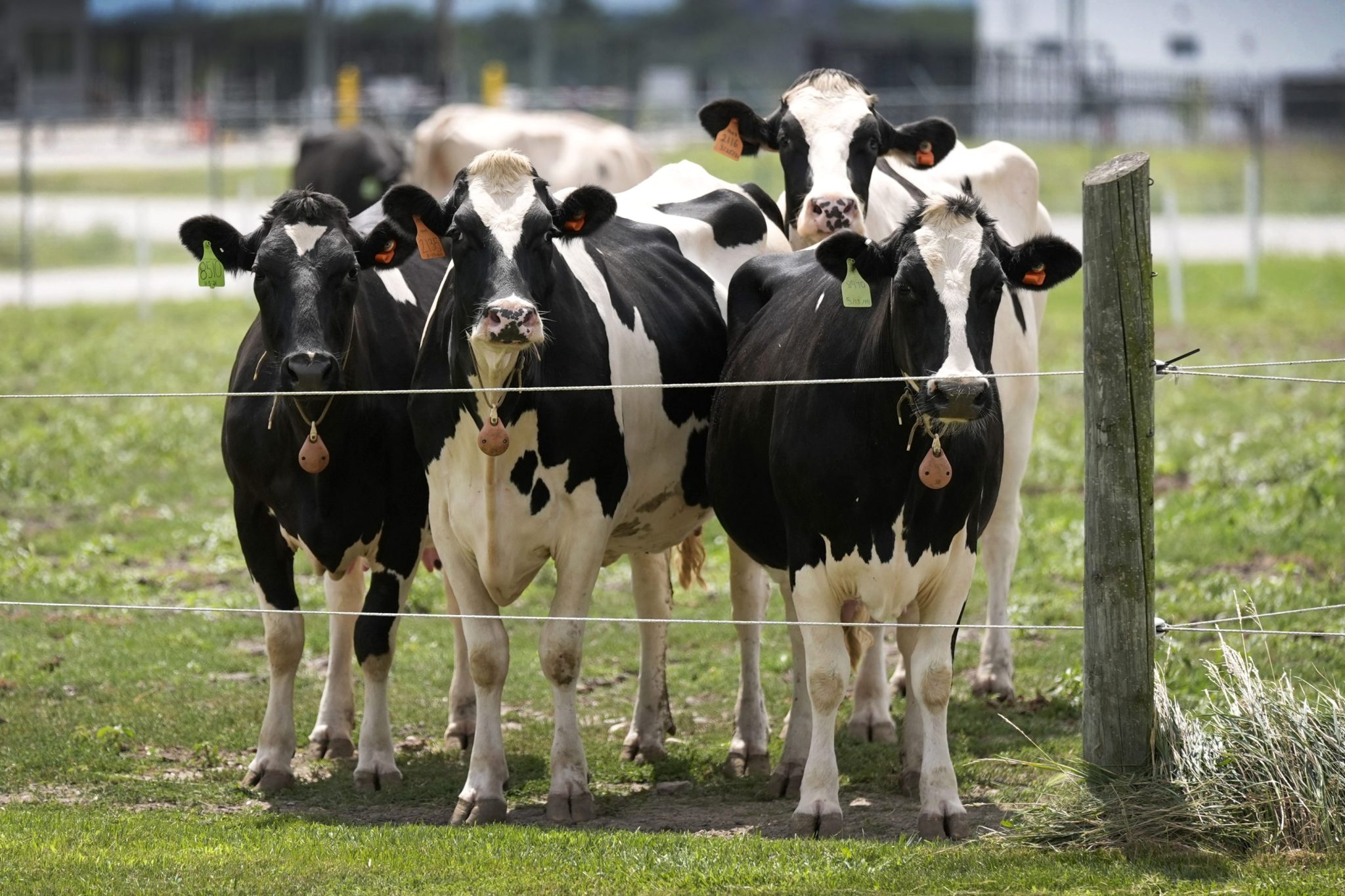 Second type of H5N1 bird flu has infected U.S. dairy cows in Nevada
