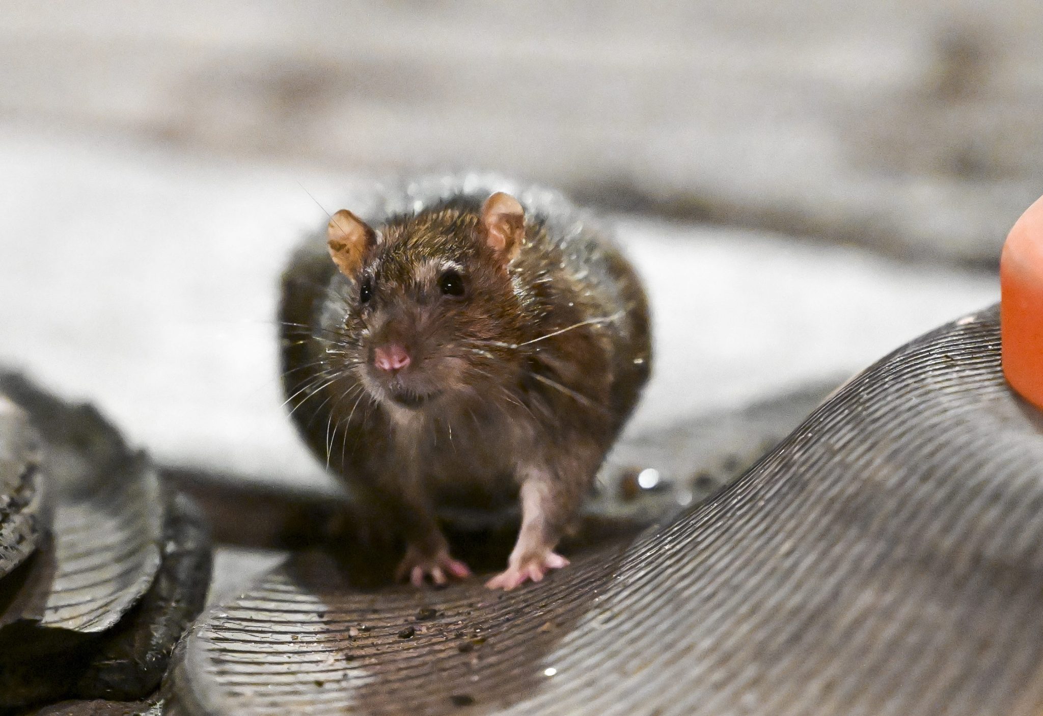 Armies of rats are laying waste to cities and the $27 billion-a-year problem is only getting worse