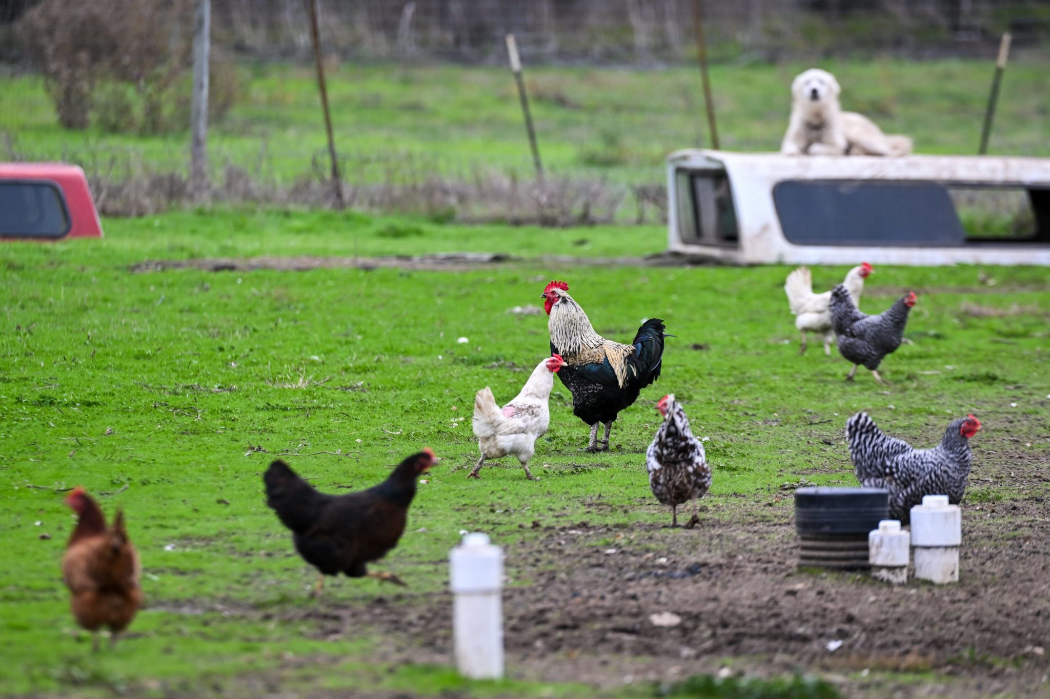 Sales of backyard chickens that lay their own eggs are booming as bird flu causes prices to crack new records