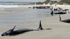 Scores of whales to be euthanised after mass stranding in Australia