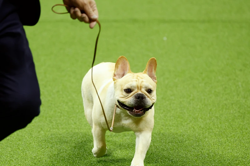 PETA sues American Kennel Club, demands end to ‘deformed’ dog breeding
